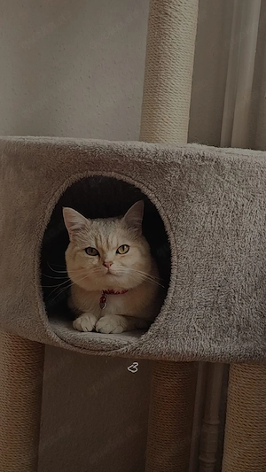 Traumhafter BKH Kater  Riko    Ein Herz auf vier Pfoten sucht sein neues Zuhause   