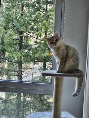 Ein liebevolles Zuhause gesucht: Unser Herzenskater "Riko" (BKH-Mix) sucht eine Familie