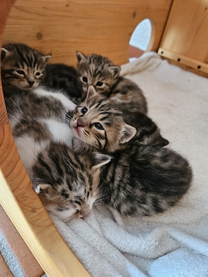 Bengal Kitten Katzen Mischlinge 