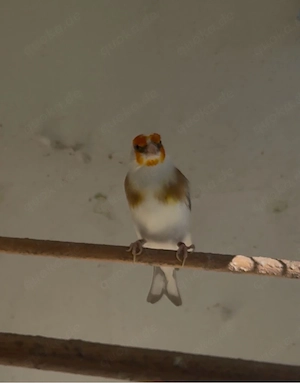 Stieglitz Major 2024 Mänlich 