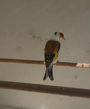 Stieglitz Major 2024 Mänlich  Bild 2