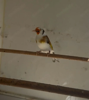 Stieglitz Major 2024 Mänlich  Bild 3