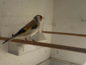 Stieglitz Major weibchen 2025 