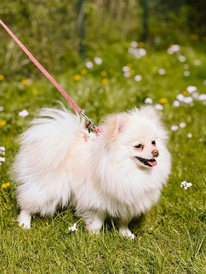 Pomeranian Zwergspitz