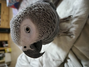 Graupapagei zu verkaufen 