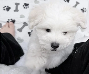 Hochwertige Malteserwelpen