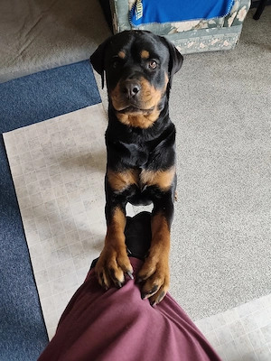 Rottweiler Hündin abzugeben 