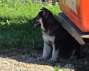 Große Knochen, Deutsche Schäferhundwelpen