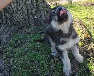 Große Knochen, Deutsche Schäferhundwelpen