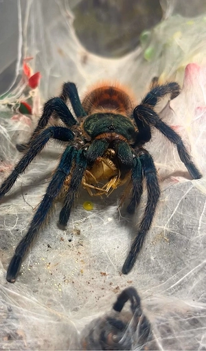 Mehrere Vogelspinnen 