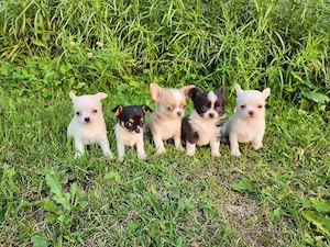 Kleine Herzen, große Liebe   Chihuahua-Welpen suchen ihr Für-immer-Zuhause