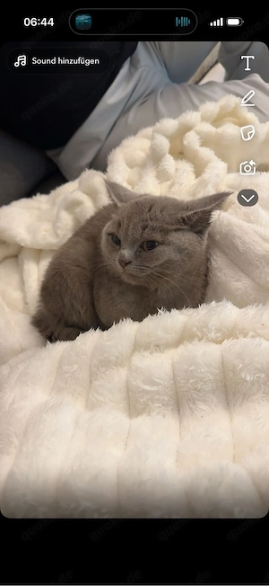    Kater Pasha sucht ein neues Zuhause   