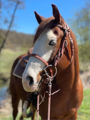 Quarter Horse Wallach 