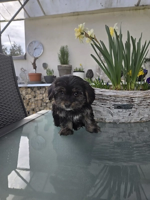 Morkie    Yorkshire-Malteser Babys    Chip
