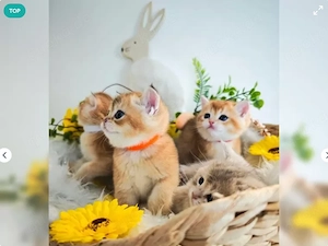 Wunderschöne weiße BKH Kitten Britisch Kurzhaar 