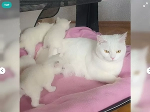 Wunderschöne weiße BKH Kitten Britisch Kurzhaar 