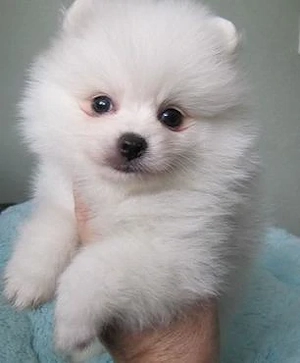 Pomeranian-Welpen abzugeben!