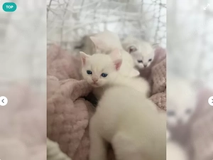 Wunderschöne weiße BKH Kitten Britisch Kurzhaar 