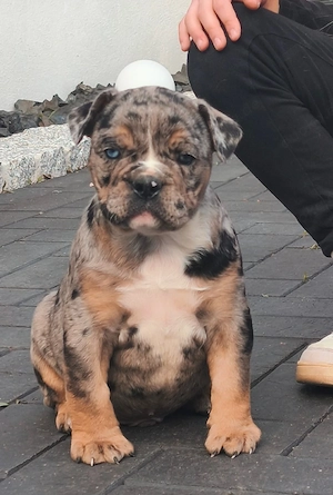 New Englische Bulldogge welpe Rüde 