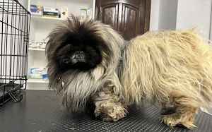 Eduard sucht Pekinesen-Liebhaber