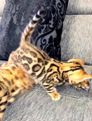 Reinrassige Bengal Katzen, Kitten