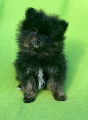 Zwergspitz Pomeranian Welpen 