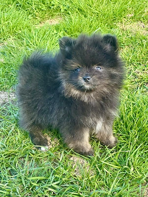  Zwergspitz Pomeranian Welpen 