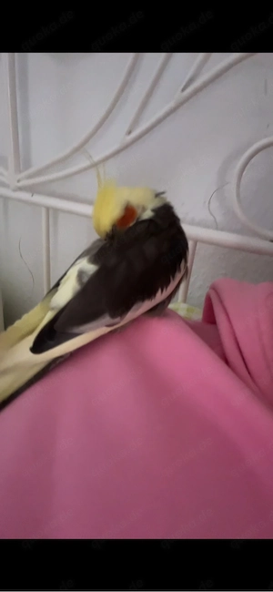 2 Nymphensittiche handzahm in gute hände abzugeben