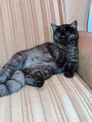 Wunderschöne Britisch Kurzhaar Katze (5 Monate) in sehr schöner  sucht ein liebevolles Zuhause.