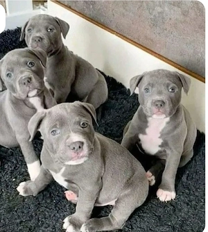 Amerikanische Pitbull-Terrier-Welpen