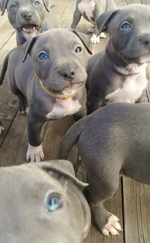 Amerikanische Pitbull-Terrier-Welpen Bild 2