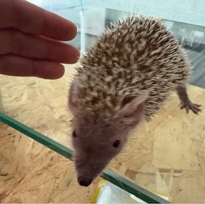 2 Igeltanrek abzugeben