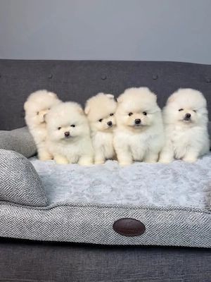 Wir haben 5 schöne Pomeranians Welpen