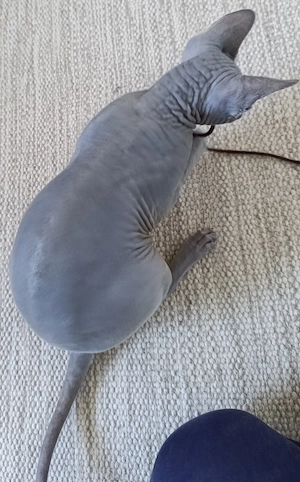 Canadien Sphynx - Jung Bild 4
