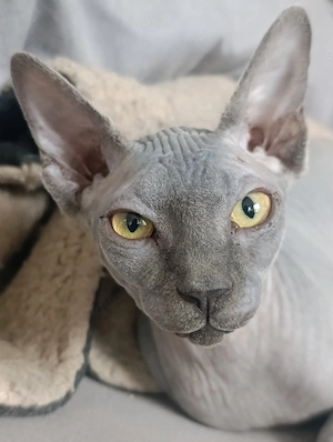 Canadien Sphynx - Jung Bild 2