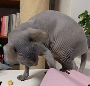 Canadien Sphynx - Jung Bild 1