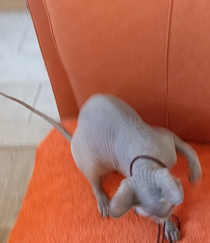 Canadien Sphynx - Jung Bild 5