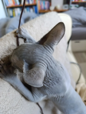 Canadien Sphynx - Jung Bild 3