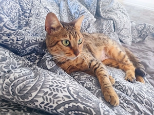 Kätzchen aus dem Tierschutz