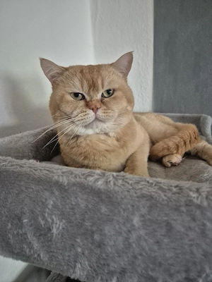 Reinrassiger BHK (DECKKATER ) sehr Erfahren Ist Frei