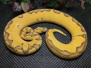 1.0 Pastel Super Enchi Clown 66%het Piebald 