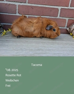 Weibchen Rosette Meerschweinchen 