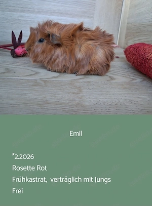 vers. Frühkastrat Meerschweinchen Rosette Bild 7