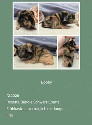 vers. Frühkastrat Meerschweinchen Rosette Bild 6