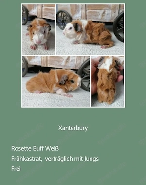 vers. Frühkastrat Meerschweinchen Rosette Bild 5