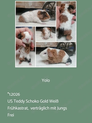 Frühkastrat US + CH Teddy Meerschweinchen Jungtiere 