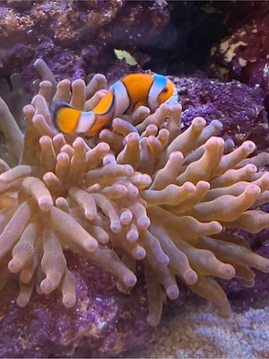 Amphiprion Ocellaris Falscher Clownfisch paar mit 2 Anemonen