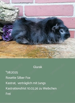 Kastrat Meerschweinchen US Teddy Rosetten  Bild 4