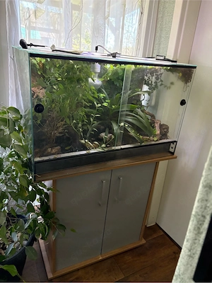 Terrarium, bepflanzt, komplett