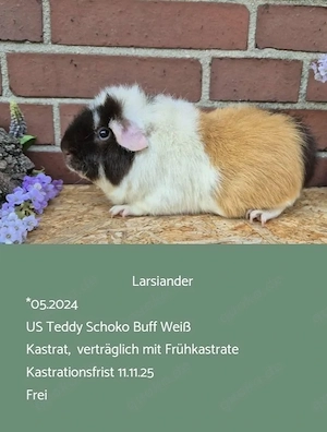 Kastrat Meerschweinchen US Teddy Rosetten  Bild 3